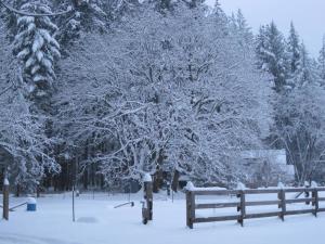 snow-covered-maple-tree