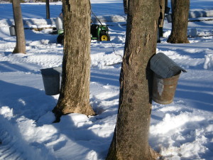 Syrup Pictures- 2-25-14 010