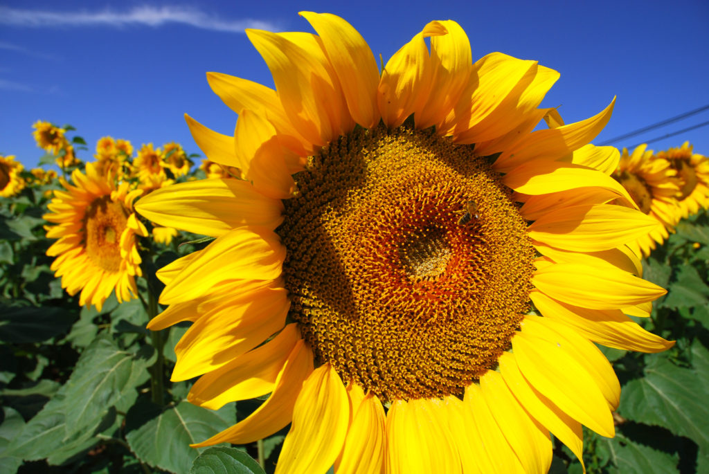 Sunflower
